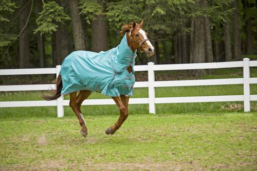 Show full view: TuffRider 1200D Winter Comfy Detachable Neck Horse Sheet, Turquoise, 72-in slide 3 of 5