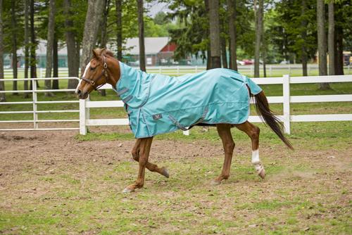 Show full view: TuffRider 1200D Winter Comfy Detachable Neck Horse Sheet, Turquoise, 72-in slide 5 of 5