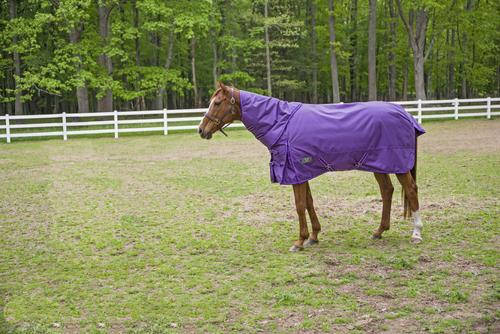 Show full view: TuffRider 1680 D Super Comfy Heavy Weight 350G Detachable Neck Horse Blanket, Purple, 69-in slide 3 of 7