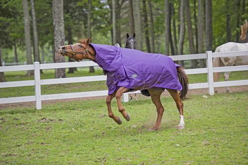 Show full view: TuffRider 1680 D Super Comfy Heavy Weight 350G Detachable Neck Horse Blanket, Purple, 72-in slide 5 of 7
