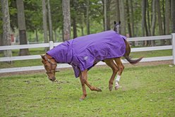 TuffRider 1680 D Super Comfy Heavy Weight 350G Detachable Neck Horse Blanket, Purple, 75-in slide 2 of 6