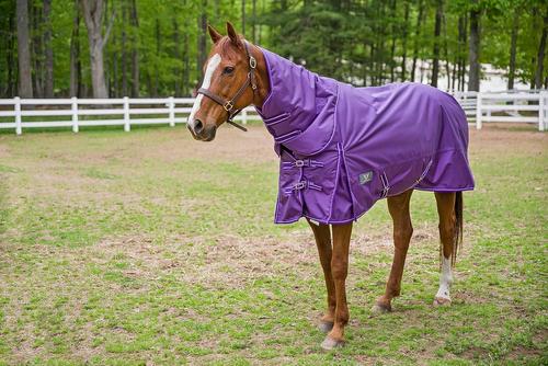 Show full view: TuffRider 1680 D Super Comfy Heavy Weight 350G Detachable Neck Horse Blanket, Purple, 81-in slide 5 of 6