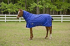 TuffRider 1680 D Super Comfy Heavy Weight 350G Detachable Neck Horse Blanket, Royal, 78-in slide 2 of 4