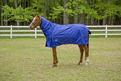 TuffRider 1680 D Super Comfy Heavy Weight 350G Detachable Neck Horse Blanket, Royal, 84-in