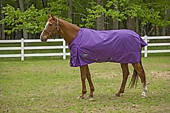 TuffRider 1680D Super Comfy Medium Weight 200G Standard Neck Horse Blanket, Purple, 69-in