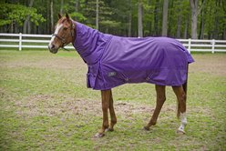 TuffRider 1680D Super Comfy Medium Weight 200G Standard Neck Horse Blanket, Purple, 78-in