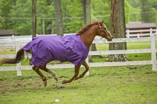 Show full view: TuffRider 1680D Super Comfy Medium Weight 200G Standard Neck Horse Blanket, Purple, 81-in slide 3 of 5