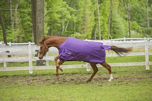 Show full view: TuffRider 1680D Super Comfy Medium Weight 200G Standard Neck Horse Blanket, Purple, 81-in slide 4 of 5