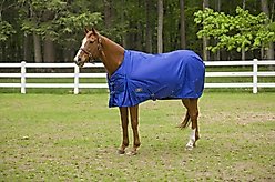 TuffRider 1680D Super Comfy Medium Weight 200G Standard Neck Horse Blanket, Royal, 69-in