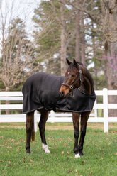 TuffRider 3D Spacer Horse Cooler Sheet, Black, X-Small