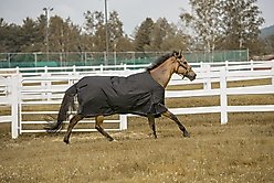 TuffRider 600 D Comfy Winter Horse Blanket, Black, 69-in