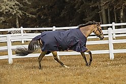 TuffRider 600 D Comfy Winter Horse Blanket, Navy, 72-in
