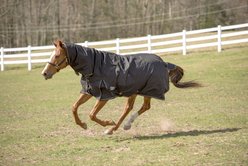 TuffRider 600 D Comfy Winter Medium Weight Combo Neck Horse Turnout Blanket, Black, 69-in