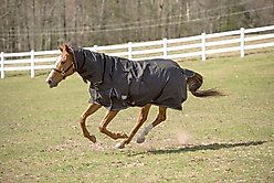 TuffRider 600 D Comfy Winter Medium Weight Combo Neck Horse Turnout Blanket, Black, 78-in