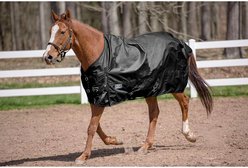 TuffRider 600 D Comfy Winter Standard Neck Horse Turnout Sheet, Black, 75-in