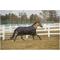 Show in main carousel: TuffRider 600 D Comfy Winter Standard Neck Horse Turnout Sheet, Black, 75-in slide 2 of 3