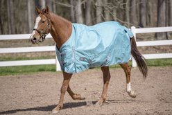 TuffRider 600 D Comfy Winter Standard Neck Horse Turnout Sheet, Turquoise, 78-in
