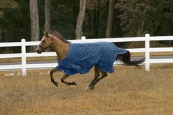TuffRider 600D Comfy Medium Weight 200G Standard Neck Winter Horse Blanket, 87-in