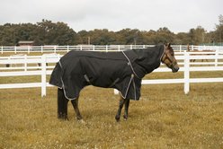 TuffRider All Season Horse Blanket, Black, 78-in