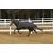 Show in main carousel: TuffRider All Season Horse Blanket, Black, 84-in slide 2 of 5