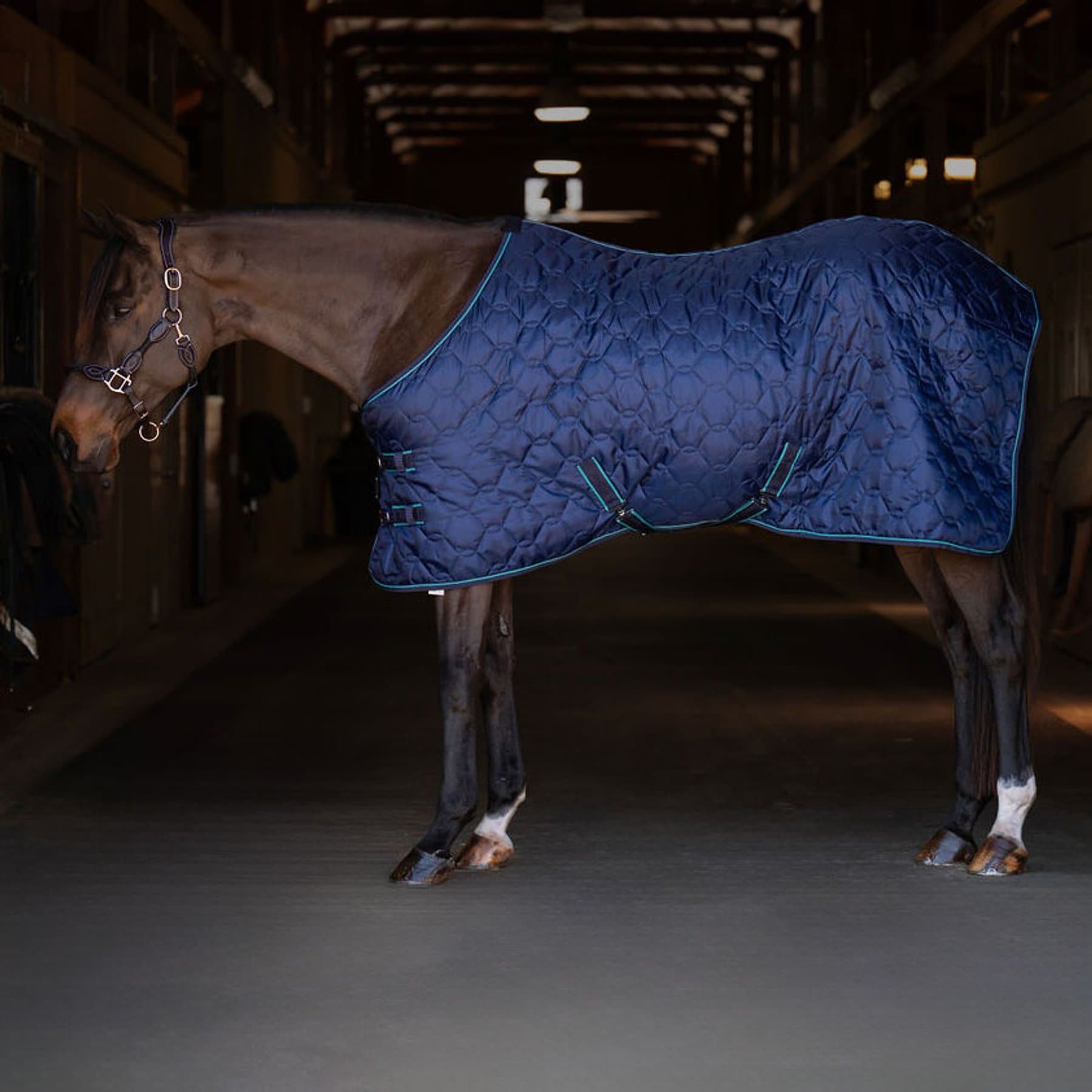 TuffRider Comfy 150 GSM Standard Neck Horse Blanket, Navy, 69