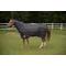 Show in main carousel: TuffRider Kozy Komfort Combi Stable Horse Blanket, Black, 81-in slide 1 of 2