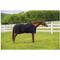 Show in main carousel: TuffRider Kozy Komfort Stable Horse Blanket, Black, 75-in slide 5 of 5