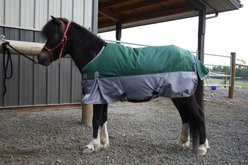 TuffRider Mini 1200D Ripstop Medium Weight 200G Two Tone Standard Neck Turnout Horse Blanket, 36-in