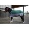 Show in main carousel: TuffRider Mini 1200D Ripstop Medium Weight 200G Two Tone Standard Neck Turnout Horse Blanket, 36-in slide 1 of 4