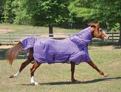 TuffRider Power Mesh Detachable Neck Horse Fly Sheet, 87-in