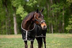 TuffRider Shelter Closed Front Horse Stable Sheet, Black/Grey, 70-in slide 2 of 5
