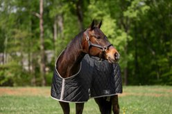 TuffRider Shelter Closed Front Medium Weight Horse Stable Blanket, Black/Grey, 74-in