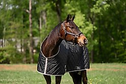 TuffRider Shelter Closed Front Medium Weight Horse Stable Blanket, Black/Grey, 82-in