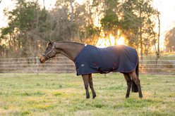TuffRider Waffle Weave Standard Neck Horse Cooler Sheet, Navy, 69-in