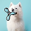 Show in main carousel: Tuffy's Junior Bowmerang Squeaky Plush Dog Toy, Camo Blue slide 3 of 7