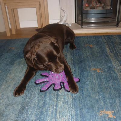 Show full view: Tuffy's Junior Bowmerang Squeaky Plush Dog Toy, Red Paws slide 4 of 10