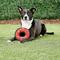 Show in main carousel: Tuffy's Junior Ring Squeaky Plush Dog Toy, Red Paws slide 5 of 9