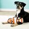 Show in main carousel: Tuffy's Ocean Creatures Fish Squeaky Plush Dog Toy, Orange slide 4 of 9