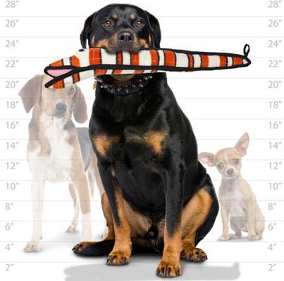 Show full view: Tuffy's Ocean Creatures Neelmo Squeaky Plush Dog Toy slide 5 of 9