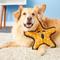 Show in main carousel: Tuffy's Ocean Creatures The "General" Starfish Squeaky Plush Dog Toy slide 4 of 6