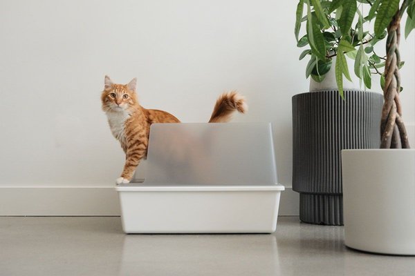 tuft + paw Cubby Non-Stick Cat Litter Box