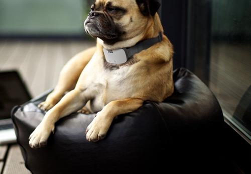 Show full view: TUG Rechargeable Waterproof Dog Bark Collar, White slide 9 of 10