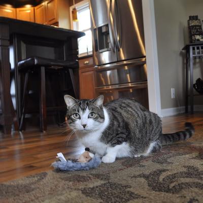 Show full view: Turbo Catnip Belly Hedgehog Plush Cat Toy with Catnip slide 3 of 5