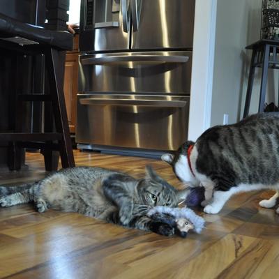 Show full view: Turbo Catnip Belly Hedgehog Plush Cat Toy with Catnip slide 4 of 5