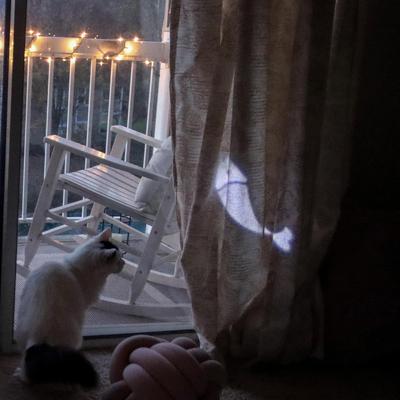 Show full view: Turbo Fish Projection LED Pointer Cat Toy slide 6 of 8