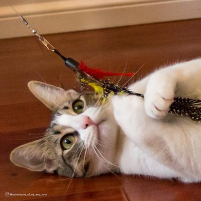 Show full view: Turbo Flying Teaser Cat Toy slide 5 of 7