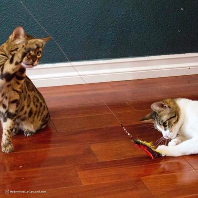 Show full view: Turbo Flying Teaser Replacement Feather Cat Toy, 2 count slide 4 of 7