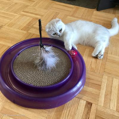 Show full view: Turbo Replacement Twinkle Ball Cat Toy, Color Varies slide 2 of 6