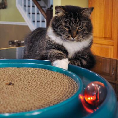 Show full view: Turbo Replacement Twinkle Ball Cat Toy, Color Varies slide 3 of 6