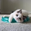 Show in main carousel: Turbo Scratcher Replacement Pads, 2 count slide 4 of 8